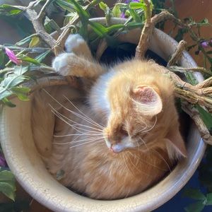 Meet your Posher, Morgan